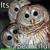 memes-its-beautiful.jpg