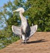 heron.display.jpg