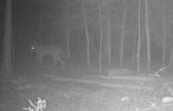 stealthcam 727 pet cemetary 011_zpscjimgif5.jpg