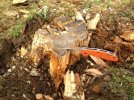 xm stump2.jpg xm stump2.jpg