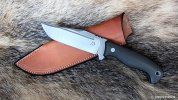 Dingo001.jpg