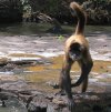 spider monkey02.jpg spider monkey02.jpg