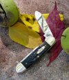 GF.canoe.mark.Vmain.leaves.jpg