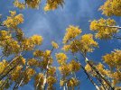 Koponen Fall_small-1.JPG