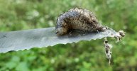 Slug.jpg