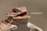1635959526685.gif