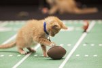 detroit kittens2.jpg