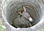 donkey trap.jpg