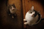 kitties copy.jpg