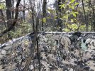 another osage bow-2 - 1.jpeg