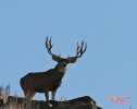 mule deer.jpg