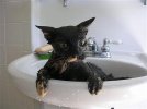 Wet cat.jpg