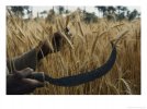 Sickle use 5 harvesting.jpg