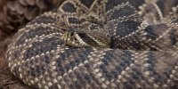 eastern-diamondback-rattlesnake-02_0.jpg