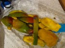 Mango Machax Project 009.jpg