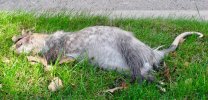 dead.possum.lakesidedr.jpg