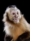 Capuchin Grin 1.jpg