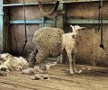 half.shorn.lamb.jpg
