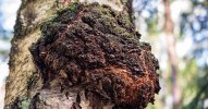 Chaga.jpeg