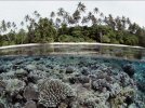 coralreefsolomonislands.jpg