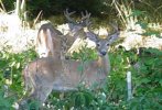 3 bucks1.jpg