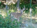 3 bucks2.jpg