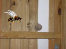 goldenwasp.jpg