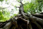 root of creation.jpg