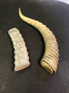 buffalo & impala horns WBC.jpg