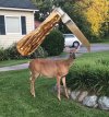 deer.2017.cj.pile.Vstand.jpg