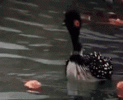 1641647862166.gif