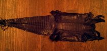 IMG_20120409_195222-1.jpg