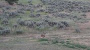 Deer Through Porch.jpg