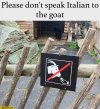 please-dont-speak-italian-to-the-goat-sign-no-feeding.jpg