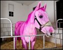 Horse of a different color.jpg