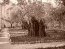 Olive_tree_on_the_Mount_of_Olives.jpg