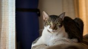 Totoro 11-25-21.jpg