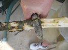 knife 5.jpg knife 5.jpg