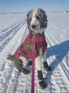 IMG_20220121_103036714 DAISY ICE BOOTS 650 MED.jpg
