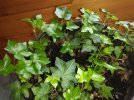 IMG_20220223_130945373 ENGLISH IVY 650 MED.jpg