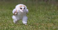 babybarnowlfeat.jpg