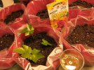 IMG_20220302_190955587 NASTURTIUM SEED POTS 650 MED.jpg