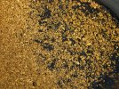 Gold_small-2.JPG