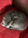 IMG_1153.jpg