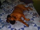 hector 012.JPG