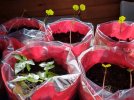 IMG_20220315_161454974_HDR   NASTURTIUM SEEDLINGS 650 MED.jpg