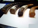 horn handles 1.JPG