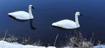 received_518110633090510 SWAN 650 MED.jpg