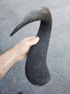 Wildebeest Horn.jpg