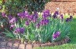 IMG_3515.JPG
